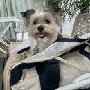 플러피독 | 강아지 이동가방 추천, 실제 사용 후기 비교 : 바잇미/앤블랭크/밀리옹/아이캔더/멈머 내돈내산 리뷰