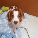 위드유애견 이미지