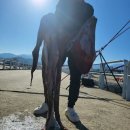 2023.2.26 속초 대왕문어 35kg 한마리 월척 이미지