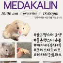 메다카린 이미지