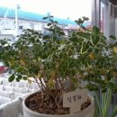 ☞11조☜ 식물도감 (단정화,백정화 :Serissa japonica ) 이미지