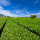 제주542펜션 이미지