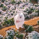 아름다운애견세상 이미지