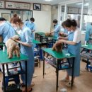 삐삐애견 이미지