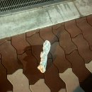 다섯달란트분식 | 10월 워킹홀리데이 본격 시작