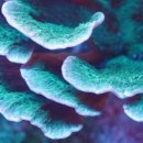 산호환경 이미지