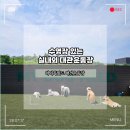마이독그루밍 | 중대형견 진돗개 데리고 애견 대관운동장 '일산 마이독필드'