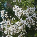 백일홍상사 이미지