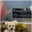 멍뭉이네 살롱 이미지