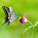 하늘을 날다 이미지