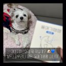베타고랩스 | 강아지항산화제 추천｜블루스피루리나로 노견 면역력 챙긴 디어랩스 울애기쌩쌩 시니어 후기