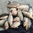 성호낚시터 이미지