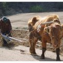 워낭소리 이미지