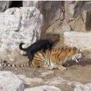 하룻강아지 이미지