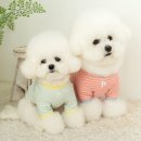 강아지 멋내기 이미지