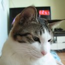 뜨레소야 이미지