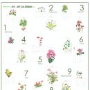 보태니컬아트(색연필그림) 이미지