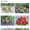 과일24 이미지