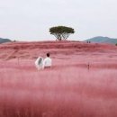 대구근교 가볼만한곳 합천 핑크뮬리와 황매산 정상 억새 축제 이미지