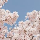 벚꽃길민박 이미지