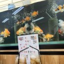 엔젤 | 아산 온천동 수족관 카페 ‘엔젤인어항’ 후기