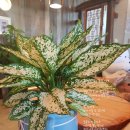 꽃, 이어라 이미지