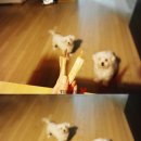 몰리홀릭 이미지
