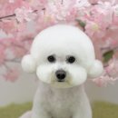 디어마이모모 네이버블로그