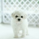 몽프리제 이미지