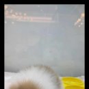 아이러브 독 이미지