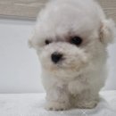 멍냥캉스 이미지