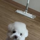 아엔이 비비그룸미용 체험단 후기🐶✂️