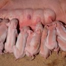 지금,돼지 이미지