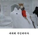 개와고양이 이미지