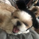 강아지야 | 강아지 양모펠트 주문제작 후기｜반려견 그대로 담은 기록