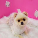 펫살롱 꽃단장 이미지