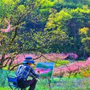 영천 구지리=마을 전체가 복사꽃 꽃 대궐이 되는 계절 이미지