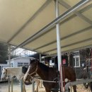 그랑프리 승마파크 이미지