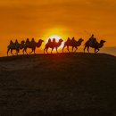 버팔로