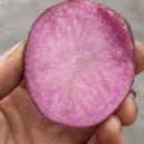 홍지농장 이미지