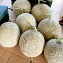 동네소비자유통 | 동네한바퀴 공주 청년농부의 꿈 멜론 농장 택배 주문처 정보