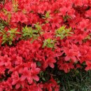 산철쭉어린이공원 이미지