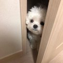 (주)방판언니들 | 아모레 큰손언니 방판구매후기 (feat. 프리메라, 설화수예단)