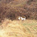 잉글리쉬 세터(english setter) 이미지