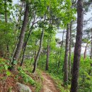 도시철도 구포역 옆 산책로변 | 백양산(부산시) 등산하고 하산시 이용한 구포무장애숲길(데크길)은 참 편리하고 조망도 멋졌슴 2025...