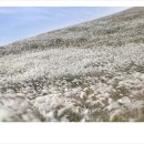 (마감)10월12일(월)-14일(수)제주도 가을여행(차귀도) 이미지