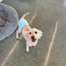 동물보육원 고양지부 이미지