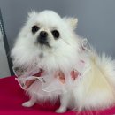 멍지중지 이미지