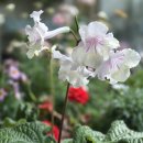 캣츠나비 이미지