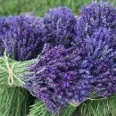 라온제나 이미지